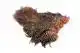 American Hen SH/C Grizzly dyed Salmon
