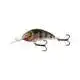 Hornet 9 - Mirror Carp