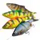 4D Line Thru Roach - 18 cm - Moderate Sink - Fire Tiger