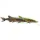 4D Line Thru Pike - 25 cm - Striped Pike