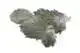 Brahma Hen SH/C Mottled Grey