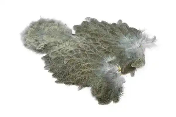 Brahma Hen SH/C