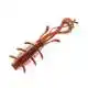 Sick Bug - 7 cm - Earthworm