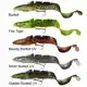 3D Shallow Burbot - Burbot