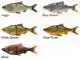 3D Line Thru Roach - 25 cm - Sinking - Black