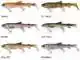3D Line Thru Whitefish Shad - Albino