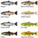 Craft Trout Pulsetail - 16 cm - Brown Trout Smolt