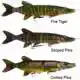 4D Line Thru Pike - 25 cm - Striped Pike