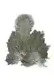 Brahma Hen SH/C Mottled Grey