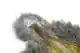 Brahma Hen SH/C Mottled Grey