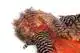 American Hen SH/C Grizzly dyed Salmon