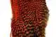 Whiting Bugger Pack Grizzly dyed Burnt Orange