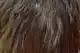 Coq de Leon Bronze Saddle Brown